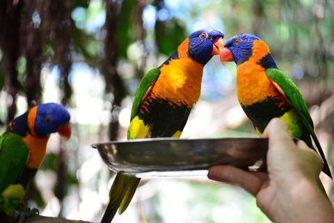 Wildlife Habitat Port Douglas - Book Restaurant 0