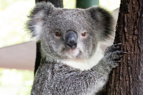 Wildlife Habitat Port Douglas - Book Restaurant 1