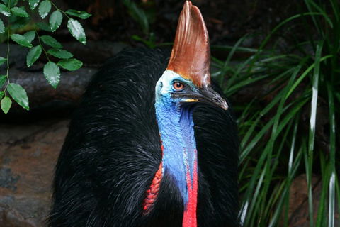 Wildlife Habitat Port Douglas - Book Restaurant 3