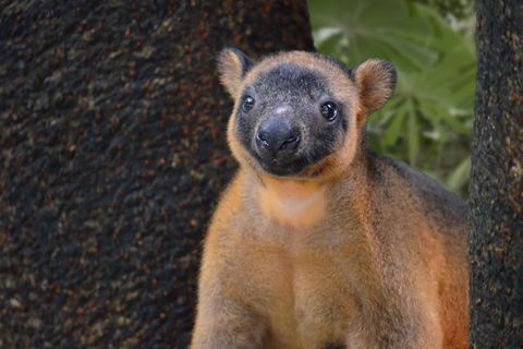Wildlife Habitat Port Douglas - Book Restaurant 5
