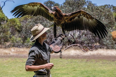 One Day Kangaroo Island Sip  See tour with return ferry transfers from Adelaide