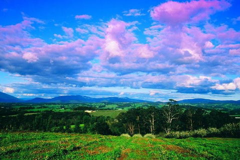 Yarra Valley Wine And Cider Tours By Classic Convertibles From Melbourne - Book Restaurant 3