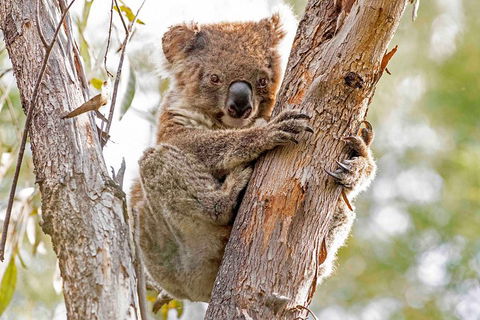 Wild Australian Wildlife 4WD Tour From Sydney - Book Restaurant 1