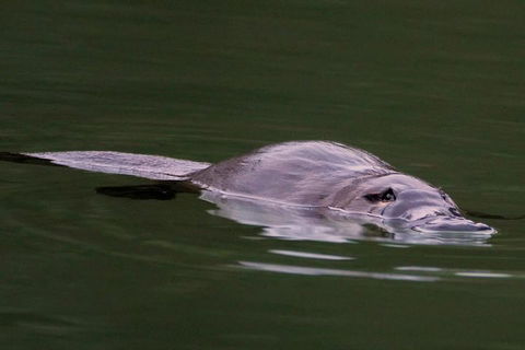 Wild Australian Wildlife 4WD Tour From Sydney - Book Restaurant 2