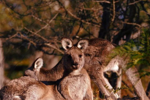Wild Australian Wildlife 4WD Tour From Sydney - Book Restaurant 3