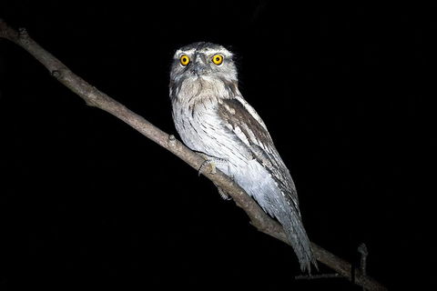 Wild Australian Wildlife 4WD Tour From Sydney - Book Restaurant 4
