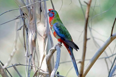 Wild Australian Wildlife 4WD Tour From Sydney - Book Restaurant 5