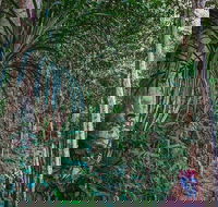 Atherton Tablelands Rain Forest by Night from Cairns - Book Restaurant