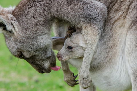 3-Day Melbourne To Adelaide Small-Group Tour Via Great Ocean Road Grampians - Book Restaurant 1