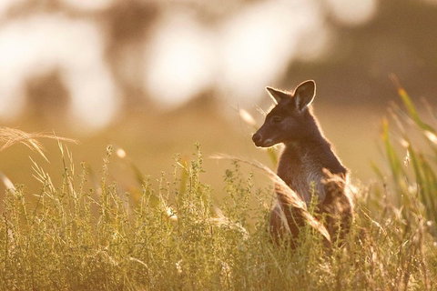 Blue Mountains Day Tour With Wildlife At Sunset From Sydney - Book Restaurant 2