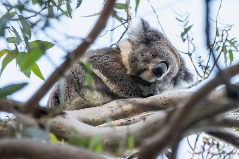 Great Ocean Road And Grampians 2 Day Short Break Escape From Melbourne - Book Restaurant 2