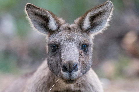 Great Ocean Road And Grampians 2 Day Short Break Escape From Melbourne - Book Restaurant 4
