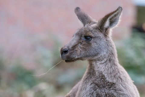 Grampians National Park With Kangaroos And MacKenzie Falls From Melbourne - Book Restaurant 0