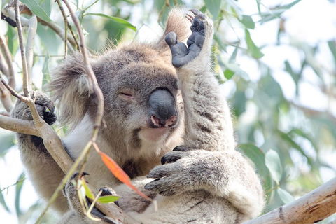 Great Ocean Road Reverse Itinerary With 12 Apostles From Melbourne - Book Restaurant 1