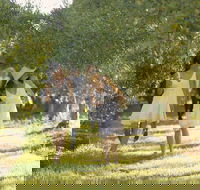 Yarra Valley Wine Tour with Local Harvest Tastings from Melbourne - Book Restaurant
