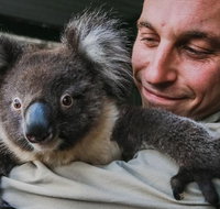 Kangaroos  Koala encounter experience Half day private tour - Book Restaurant