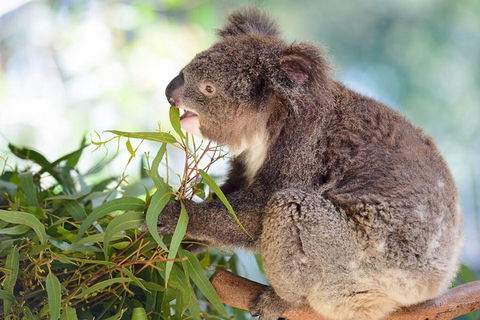 Blue Mountains Private Tour With Kangaroos & Koala Encounter - Book Restaurant 0