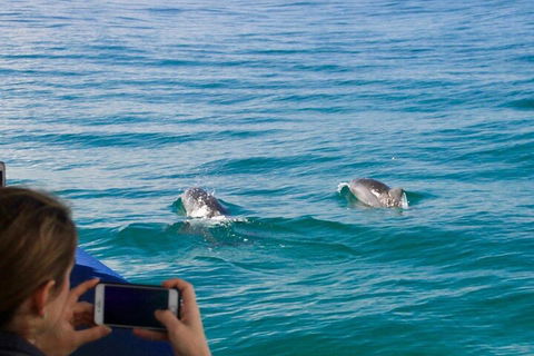 Julian Rocks Byron Bay Cruise - Book Restaurant 1