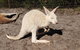 Very Best Of Perth Tour - Wildlife Park & City Highlights Tour - thumb 3