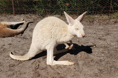 Very Best Of Perth Tour - Wildlife Park & City Highlights Tour - Book Restaurant 3