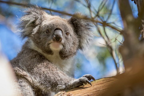 Phillip Island Penguin And Koala Highlights Day-Trip From Melbourne - Book Restaurant 2