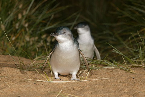 Phillip Island Penguin And Koala Highlights Day-Trip From Melbourne - Book Restaurant 3