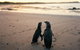 Phillip Island Penguin And Koala Highlights Day-Trip From Melbourne - thumb 4