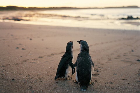 Phillip Island Penguin And Koala Highlights Day-Trip From Melbourne - Book Restaurant 4