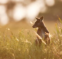 Sunset Blue Mountains Wilderness  Wildlife Tour without the crowds - Book Restaurant