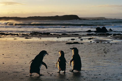 Small-Group Phillip Island Day Trip From Melbourne With Penguin Plus Viewing - Book Restaurant 2