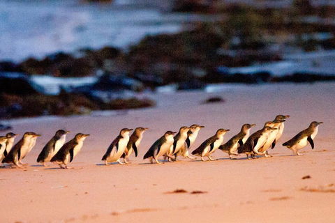 Small-Group Phillip Island Day Trip From Melbourne With Penguin Plus Viewing - Book Restaurant 4