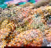 Sunshine Coast Eumundi Markets Return Minibus Transfer - Book Restaurant