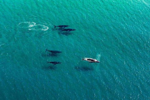 40-45 Minute Port Stephens And Stockton Beach Helicopter Flight - For 2 - Book Restaurant 0