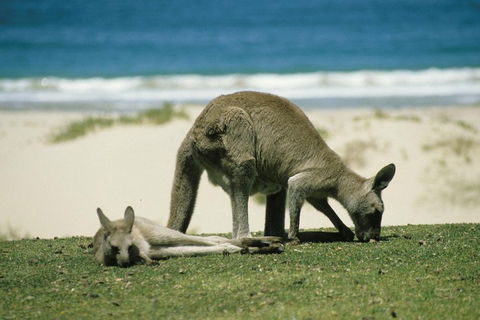Great Ocean Road Highlights Tour - 2 Days, 1 Night - Book Restaurant 2