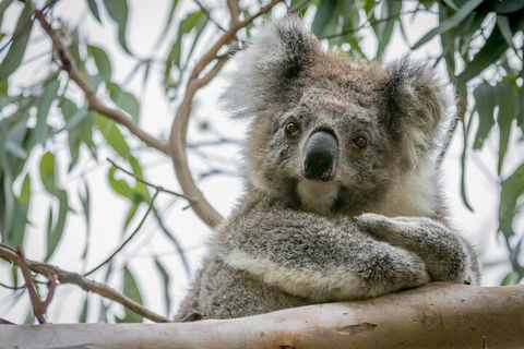 Great Ocean Road & Grampians National Park Tour - 3 Days, 2 Nights - Book Restaurant 2