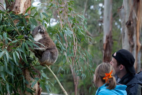 Great Ocean Road & Phillip Island - 3 Days, 2 Nights - Book Restaurant 4