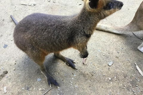 Cairns City Tour - Book Restaurant 2