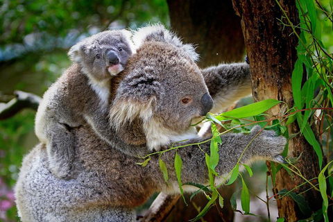 1 Day Exclusively Private Tour Of Phillip Island & The Penguin Parade - Book Restaurant 2