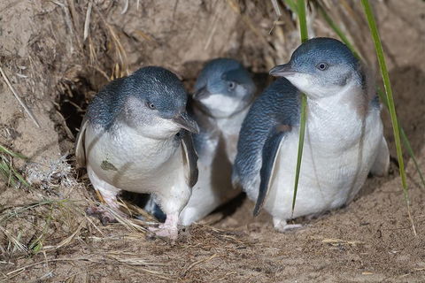 1 Day Exclusively Private Tour Of Phillip Island & The Penguin Parade - Book Restaurant 5