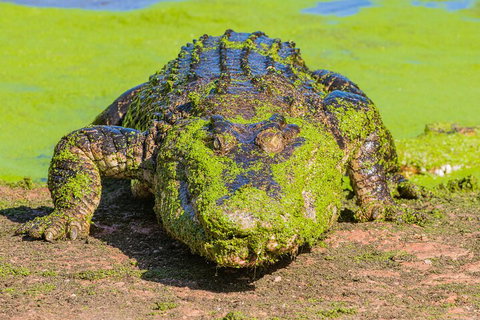 3 In 1 Tour: Matsoâ€™s Brewery, Broome Museum & Malcolm Douglas Crocodile Park - Book Restaurant 4