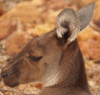 Australian animals Seascape and Sunset Photography Tour - Book Restaurant
