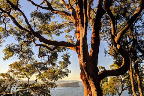 Manly & Sydney's Northern Beaches With 'Personalised Sydney Tours' - Book Restaurant 4