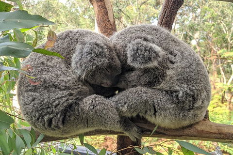 Australian Wildlife & Waterfalls Private Tour With 'Personalised Sydney Tours' - Book Restaurant 2