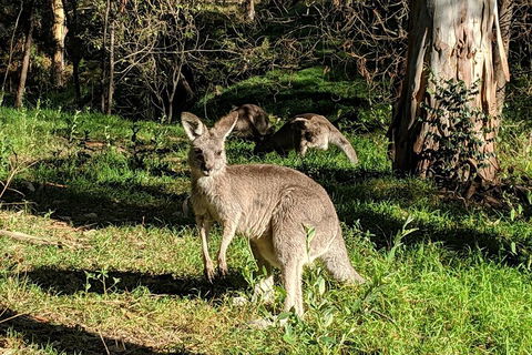 Australian Wildlife & Waterfalls Private Tour With 'Personalised Sydney Tours' - Book Restaurant 3