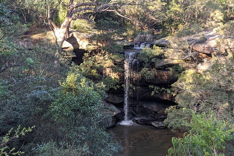 Australian Wildlife & Waterfalls Private Tour With 'Personalised Sydney Tours' - Book Restaurant 5