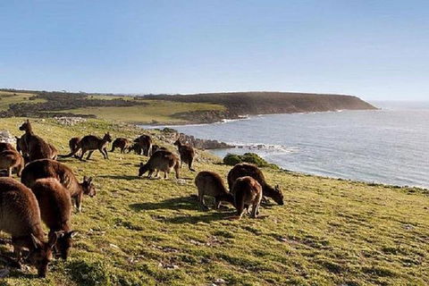 Kangaroo Island Personal Group Tours - Book Restaurant 0