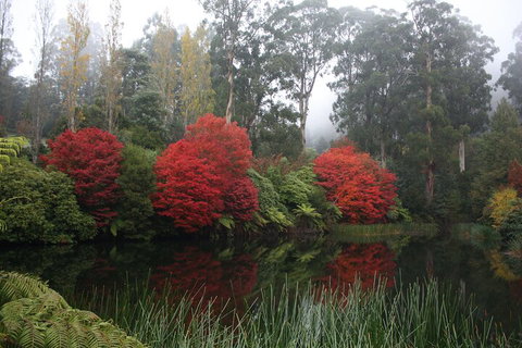 LGBT+ Friendly Full Day Yarra Valley & Dandenong Ranges Private Tour - Book Restaurant 2