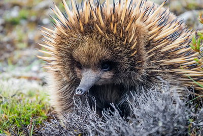 LGBT Friendly 3 Day Tour The Grampians Daylesford  Ballarat