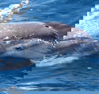 Jervis Bay Dolphin Watch Cruise - Book Restaurant
