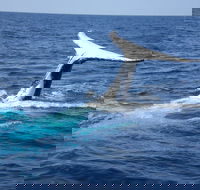 Whale Watching Jervis Bay - Book Restaurant